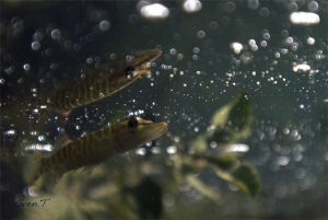 Pike reflection by Sven Tramaux 